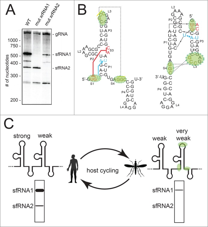 Figure 6.