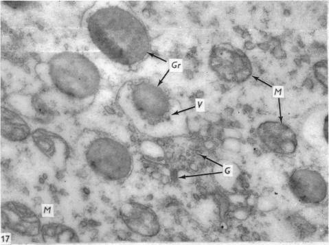 Fig. 17