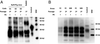 Fig. 5.