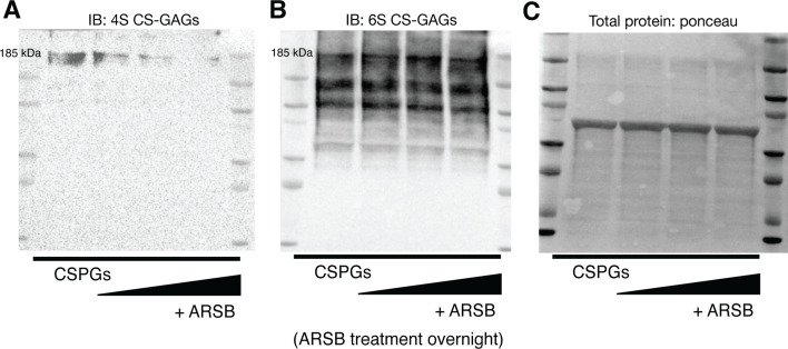 Figure 2—figure supplement 1.