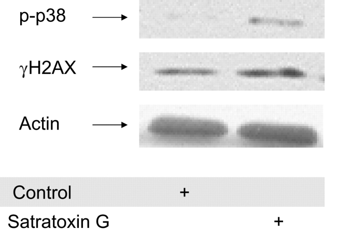 FIG. 13.