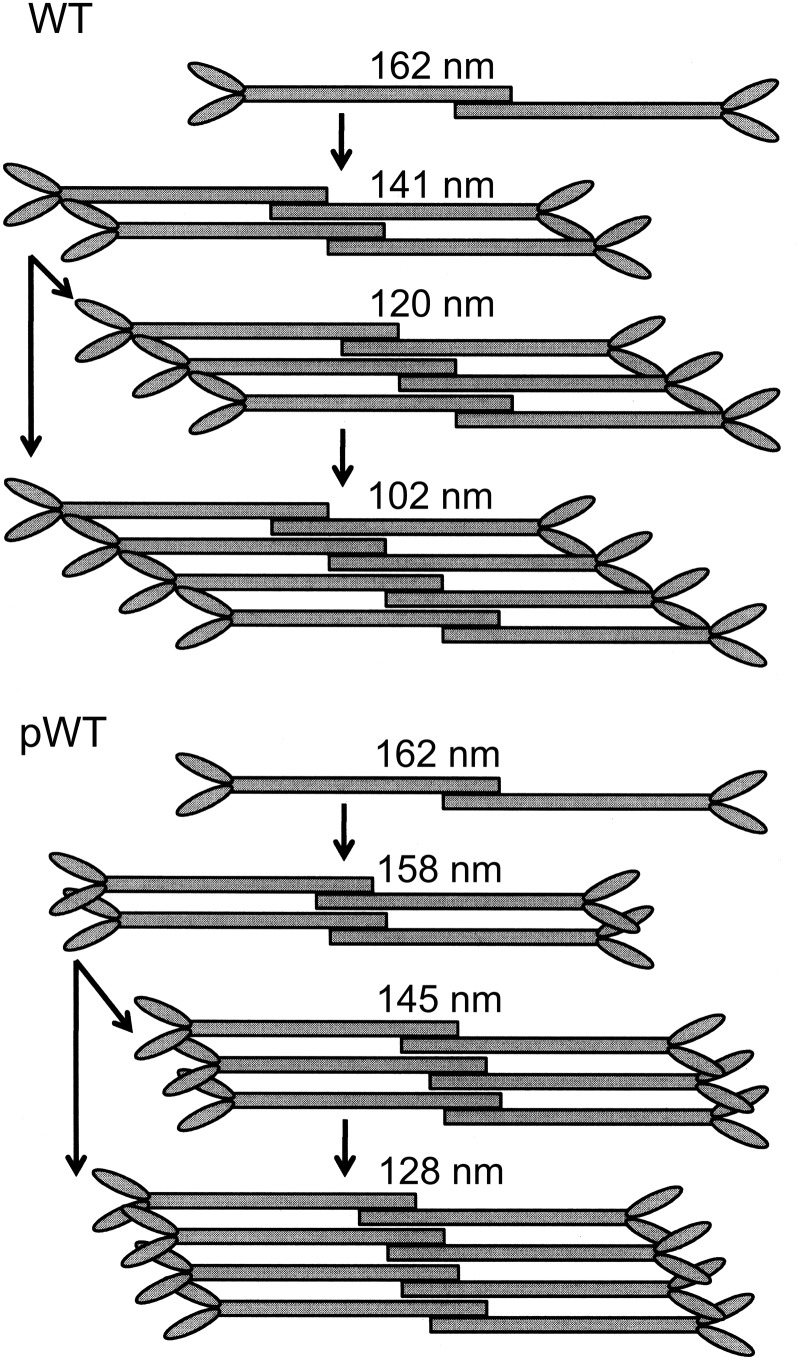 Fig. 11.