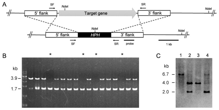 Fig. 6