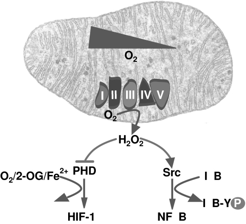 FIG. 14.