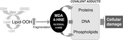 FIG. 5.