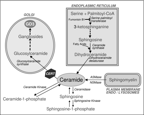 FIG. 7.