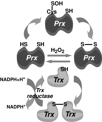 FIG. 2.