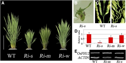 Figure 5.