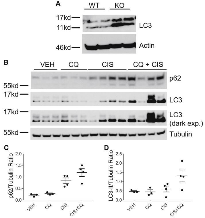 Fig. 6