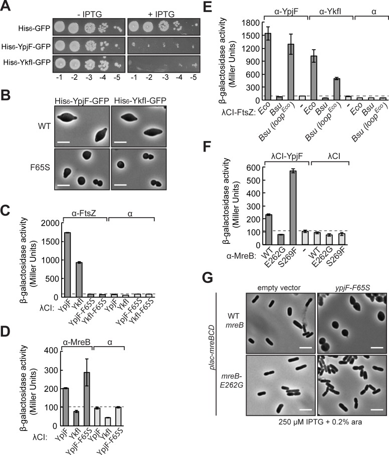 Fig 10