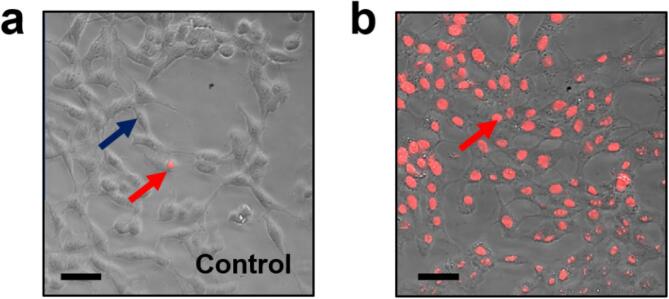 Fig. 12