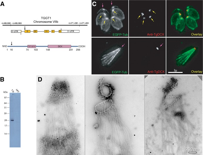 FIGURE 2: