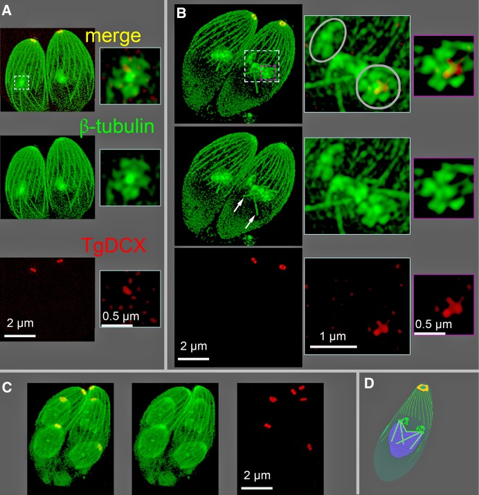 FIGURE 4: