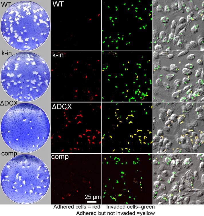 FIGURE 6: