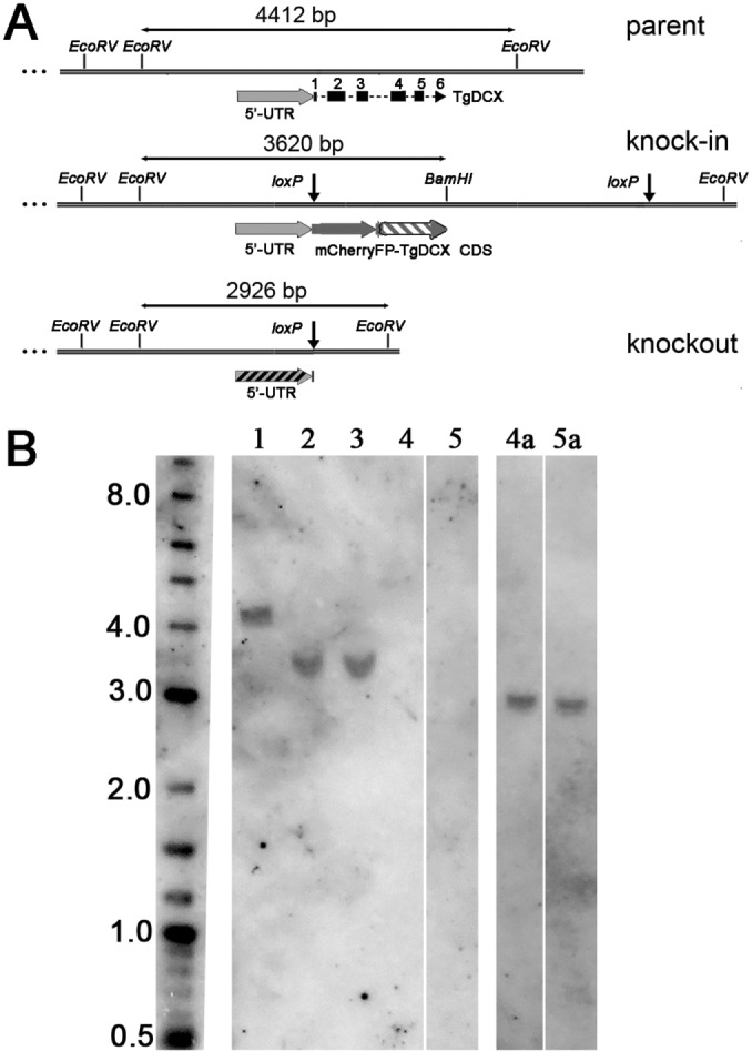 FIGURE 5: