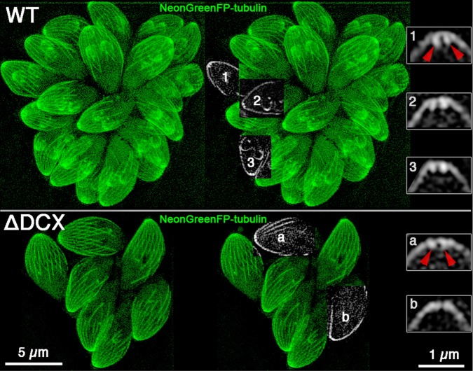 FIGURE 7: