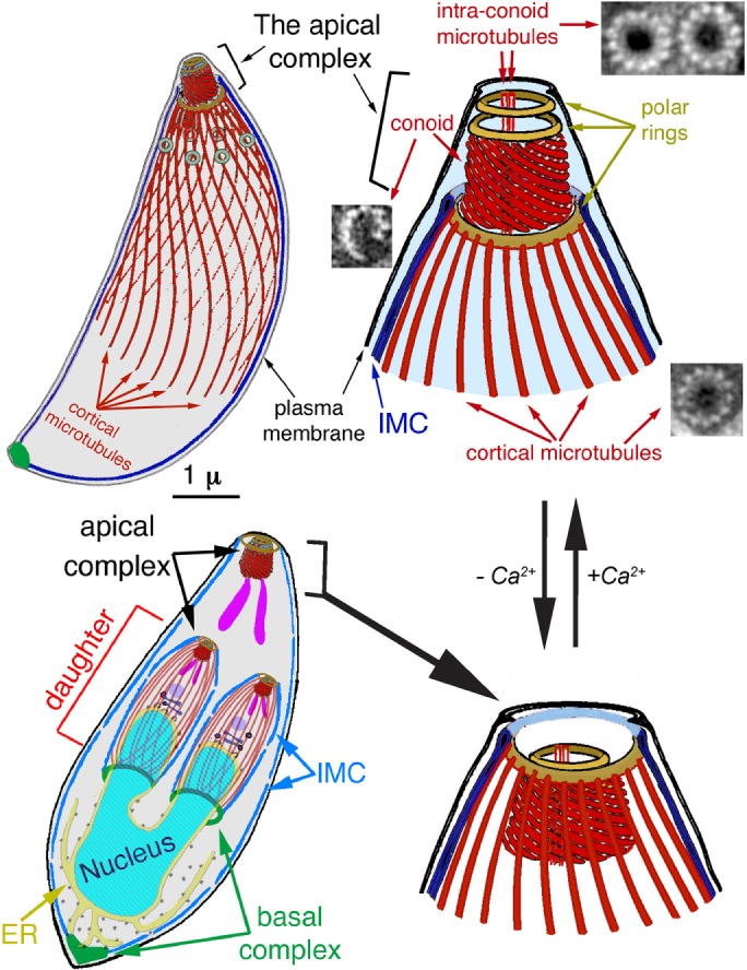 FIGURE 1: