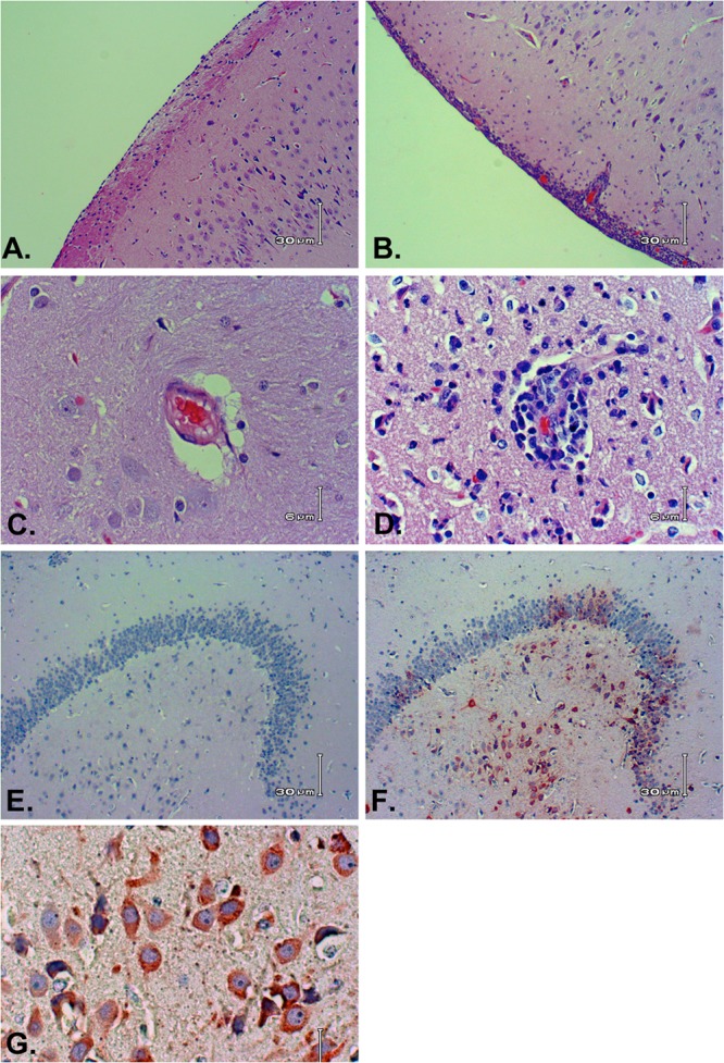 FIG 6