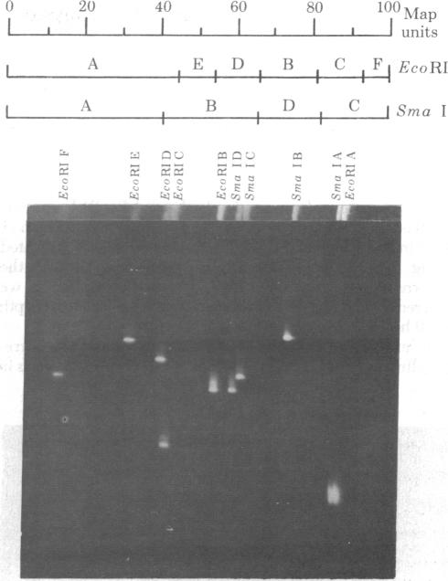 graphic file with name pnas00495-0043-a.jpg