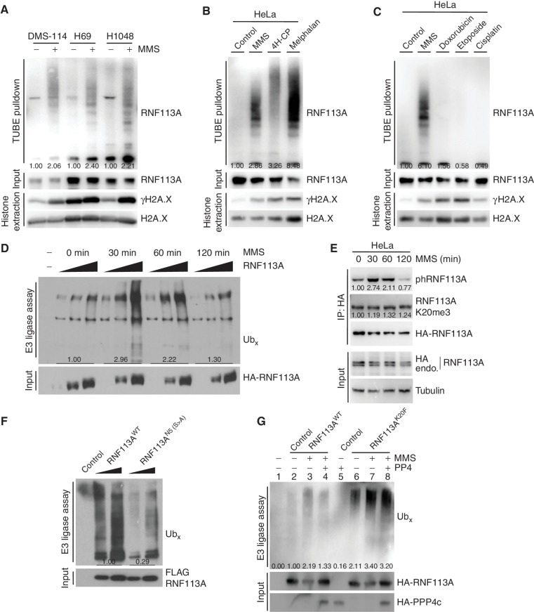 Figure 5.