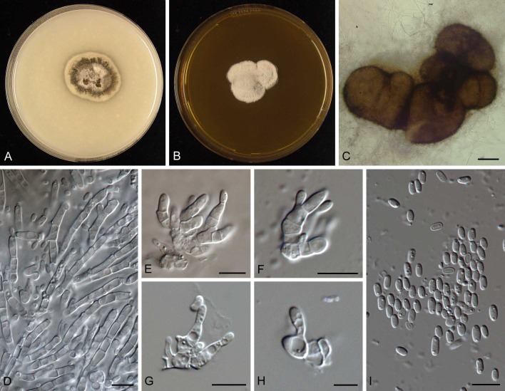 Fig. 7.