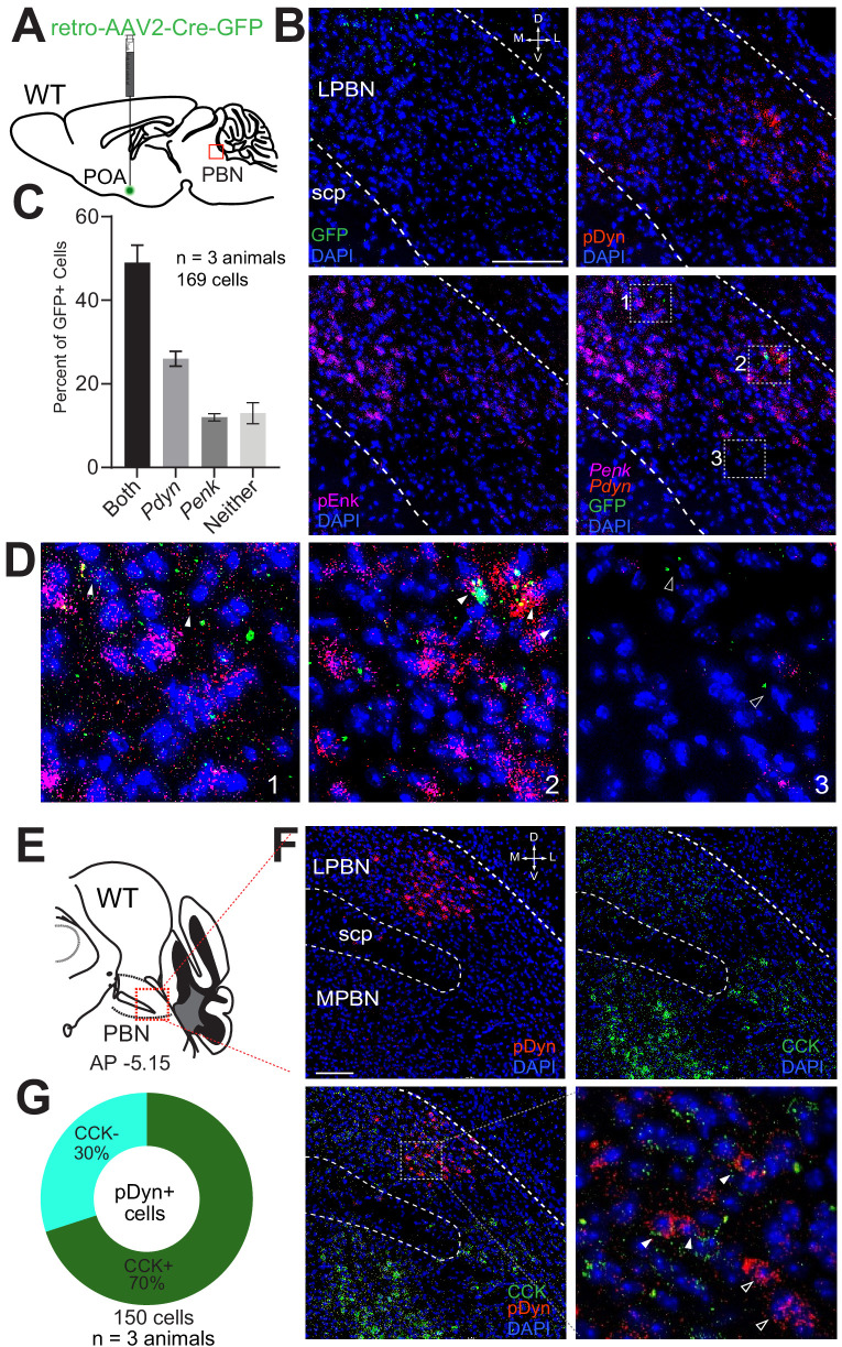 Figure 2—figure supplement 2.