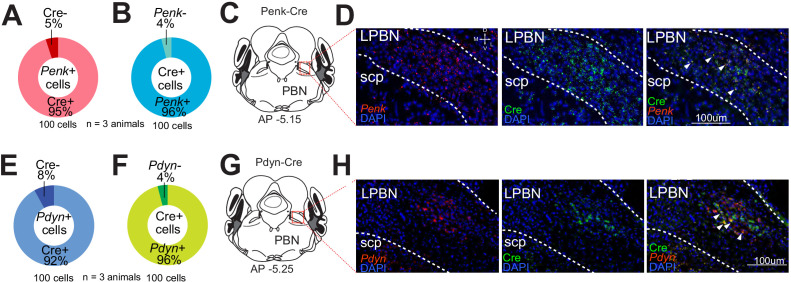 Figure 1—figure supplement 1.