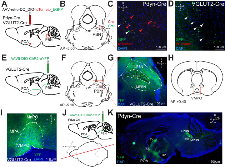 Figure 2—figure supplement 1.