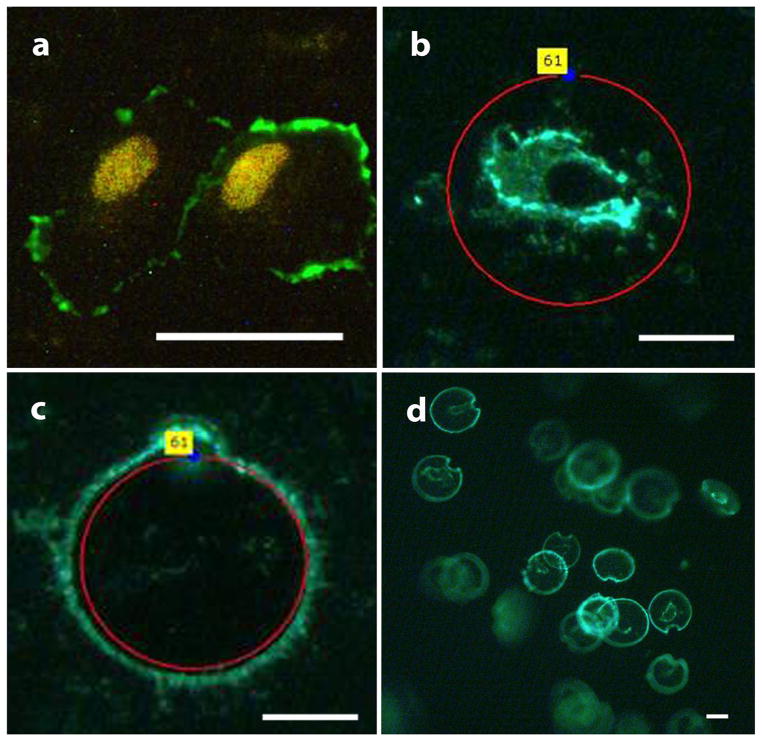 Fig. 3