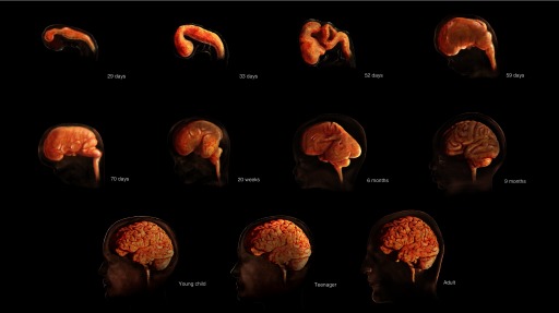 Illustration showing 8 stages of prenatal brain development between 29 days’ gestation and birth, and 3 stages of postnatal brain development from young childhood to adulthood.