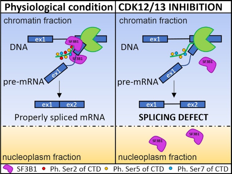 Graphical Abstract