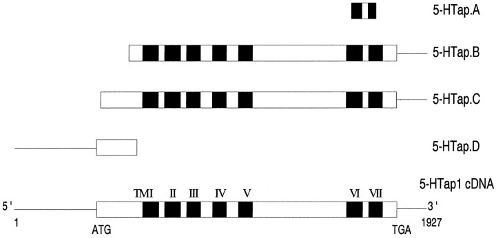 Fig. 1.