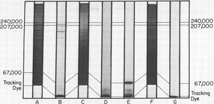 graphic file with name pnas00062-0181-a.jpg