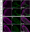 Figure 9—figure supplement 2.