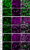 Figure 5—figure supplement 2.