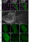 Figure 6—figure supplement 1.