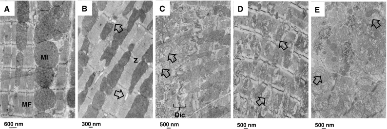 Fig. 8