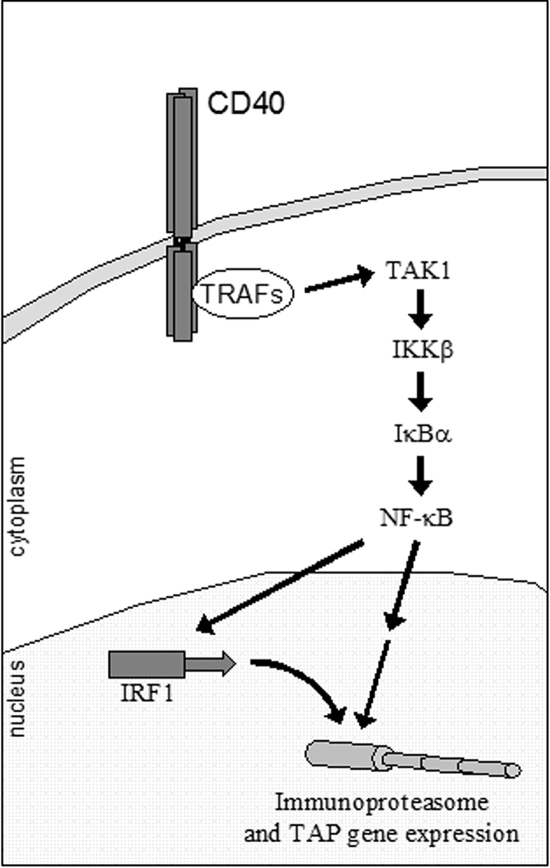 FIG. 10.