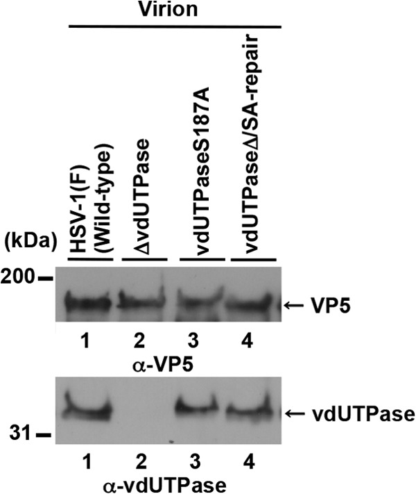 FIG 5