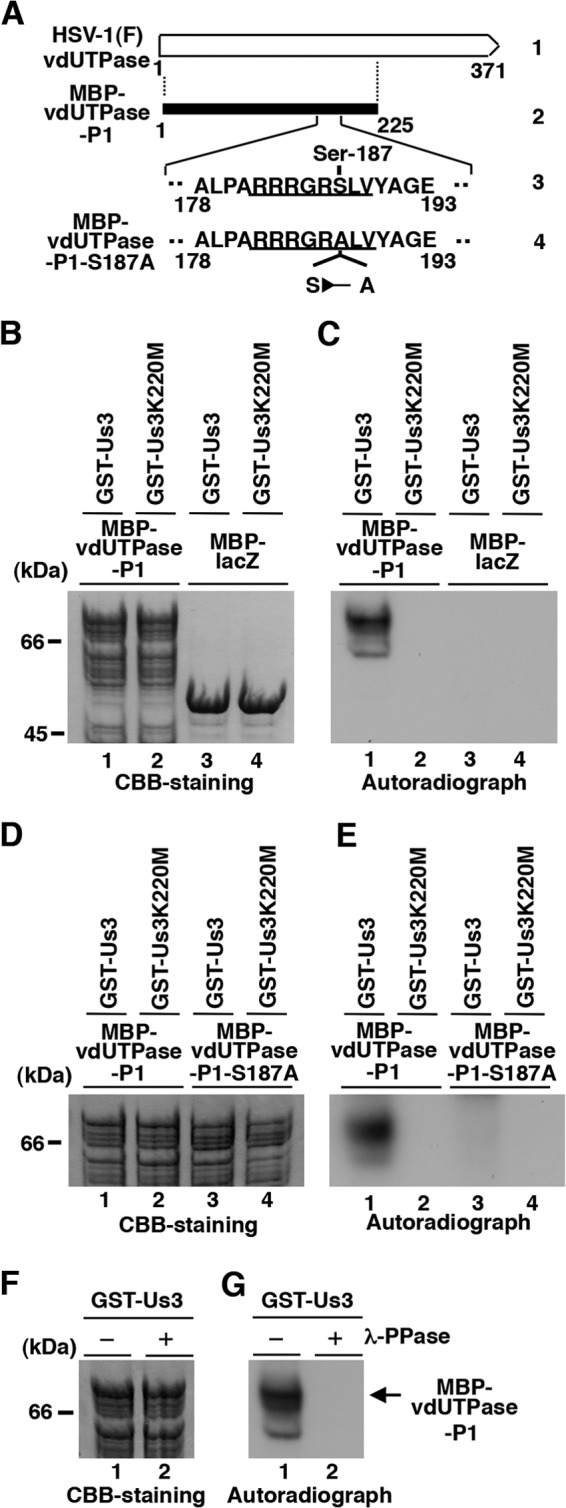 FIG 2