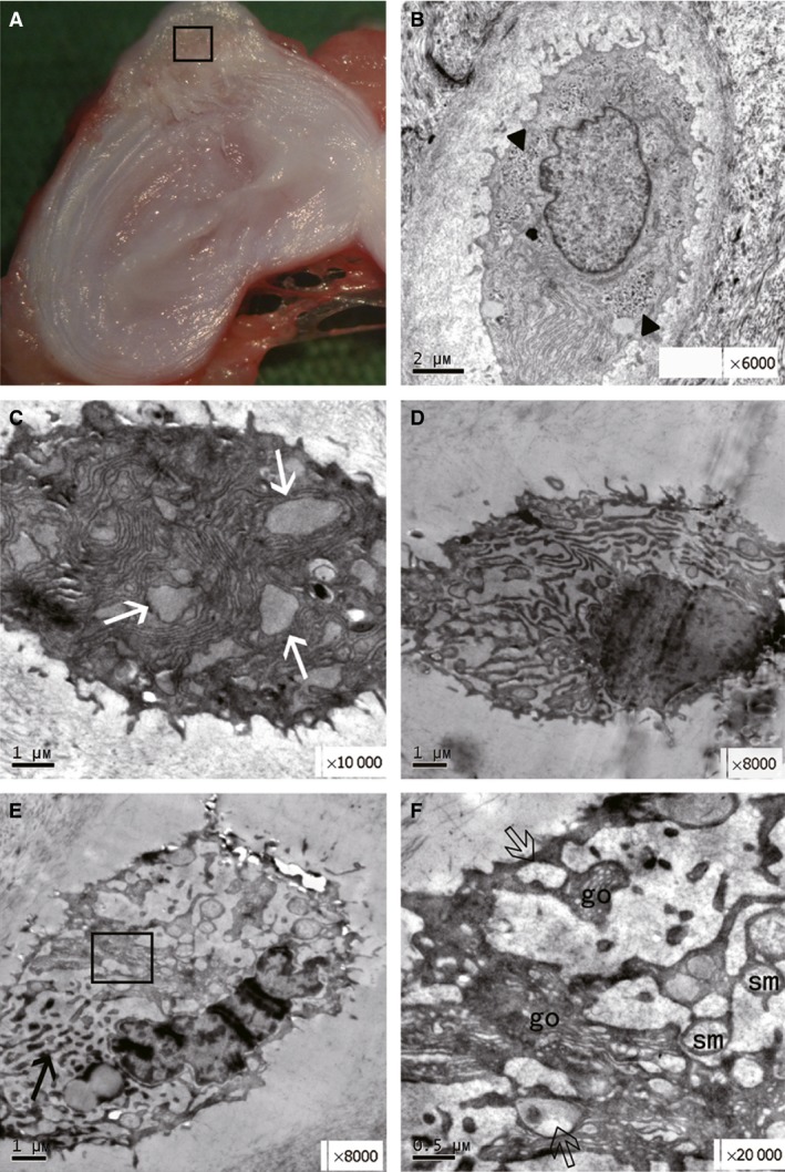 Figure 5