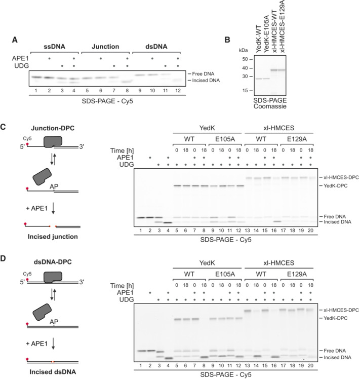 Figure EV3