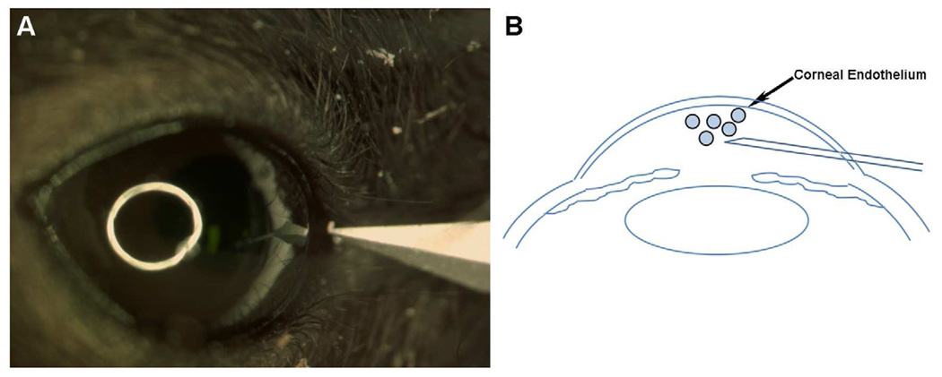 Fig. 10