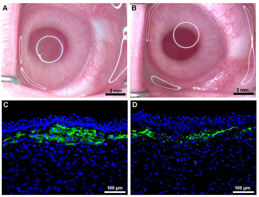 Fig. 11