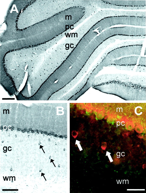 Fig. 9.