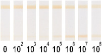 graphic file with name nanomaterials-11-03277-i013.jpg