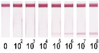 graphic file with name nanomaterials-11-03277-i001.jpg