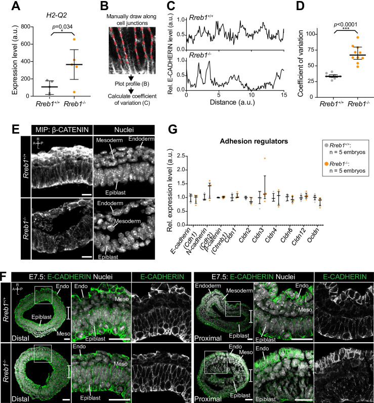 Figure 4—figure supplement 1.