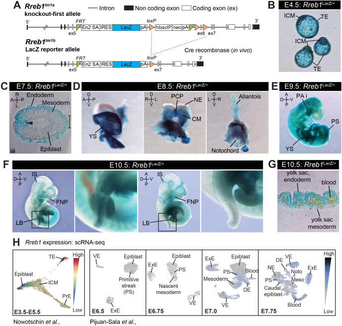 Figure 1—figure supplement 1.