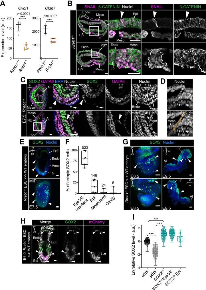 Figure 6—figure supplement 1.